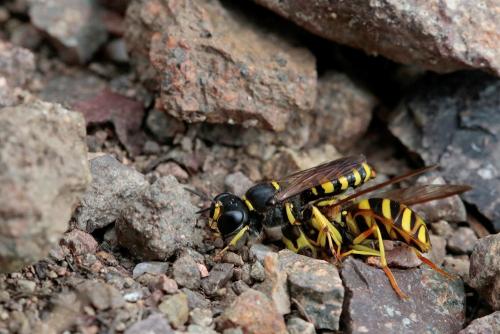 Réf. 289 659 : Ectemnius sp.